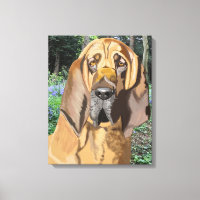 Portrait de Bloodhound