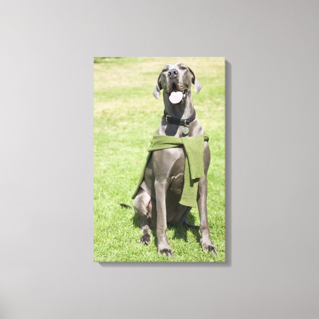 Toile Portrait de Blue Great Dane (Recto)
