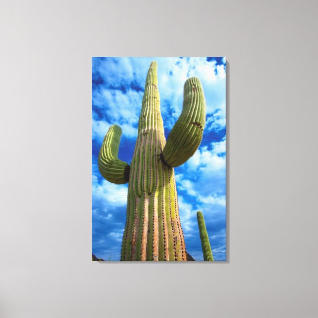 Toile Portrait de cactus saguaro, Arizona (Recto)