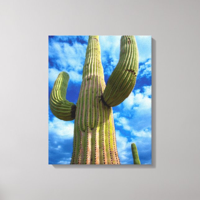 Toile Portrait de cactus saguaro, Arizona (Recto)