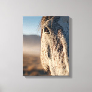 Toile Portrait de cheval blanc au lever du soleil en gro