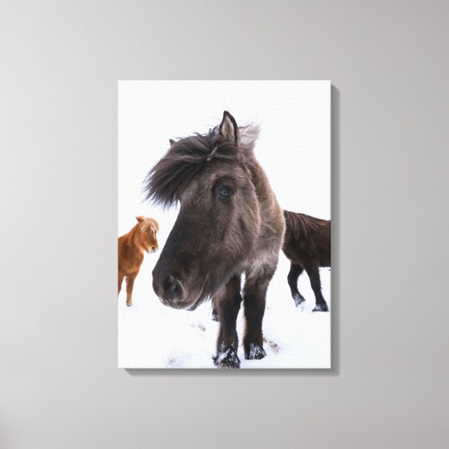 Toile Portrait de cheval islandais, Islande (Recto)