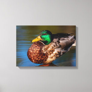 Toile Portrait de colvert