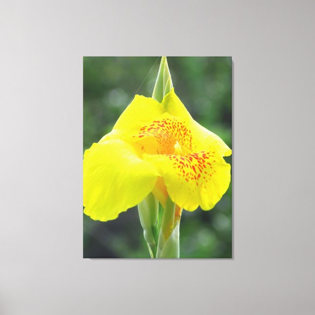 Toile Portrait de fleurs jaunes (Recto)