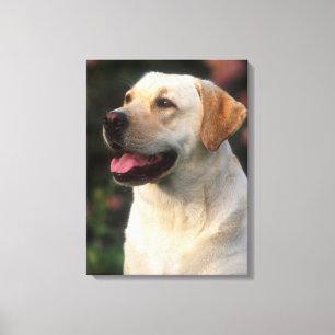 Toile Portrait De Labrador Retriever, Hilton