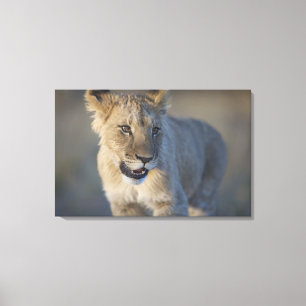 Toile Portrait de lion CUB (Panthera Lion), Namibie