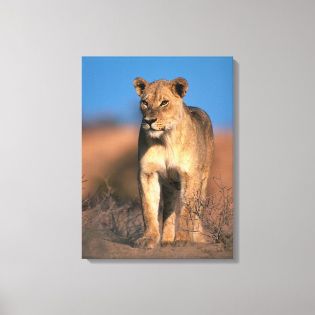 Toile Portrait de lionne (Panthera Leo) (Recto)