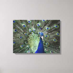 Toile Portrait De Peacock Avec Plumes Sorties