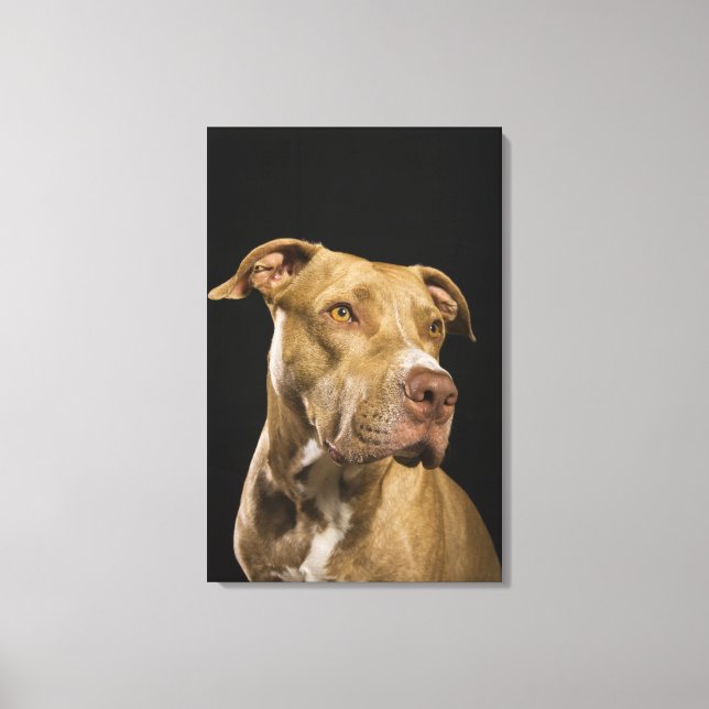 Toile Portrait de pitbulle de nez rouge avec noir (Recto)