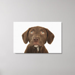 Toile Portrait de quatre mois de chiot de laboratoire de