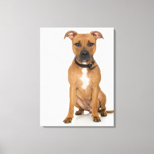 Toile Portrait de studio américain pit bull puppy 3