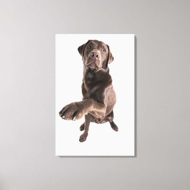 Toile Portrait de studio de chocolat Labrador (Recto)