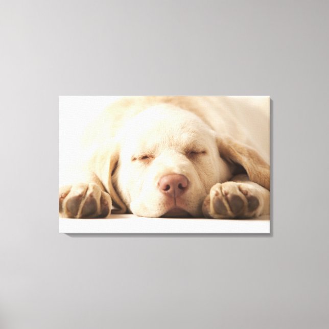 Toile Portrait de studio de Yellow Labrador Retriever (Recto)