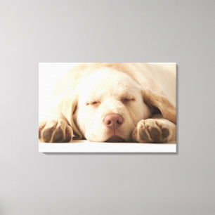 Toile Portrait de studio de Yellow Labrador Retriever