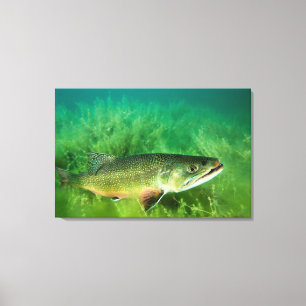 Toile Portrait de touladi, lac Emerald, Montana
