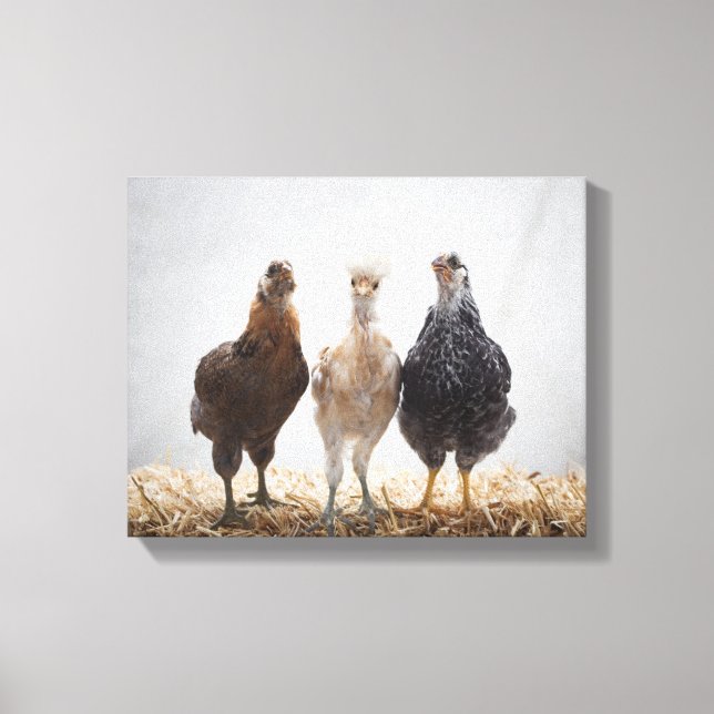 Toile Portrait de trois poulets d'animaux de compagnie v (Recto)