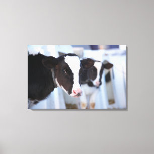 Toile Portrait de vache
