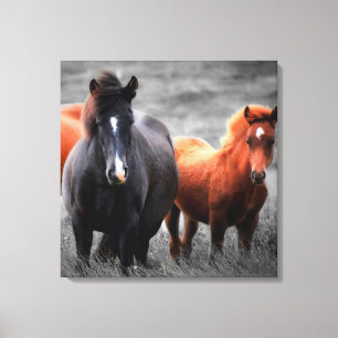 Toile Portrait des chevaux : Photographie couleur sélect
