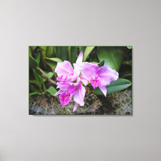 Toile Portrait d'orchidées