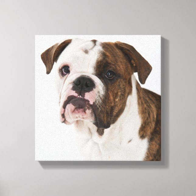 Toile Portrait du mignon chiot Bulldog (Recto)