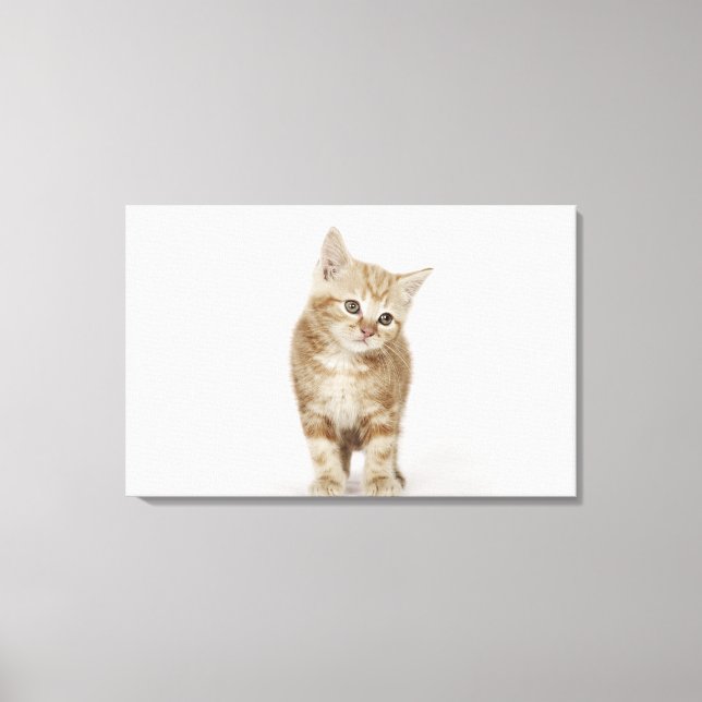 Toile Portrait d'un chaton (Recto)