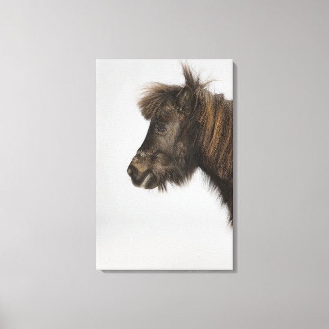 Toile portrait d'un cheval (Recto)
