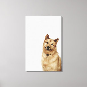 Toile Portrait d'un chien finlandais Spitz souriant