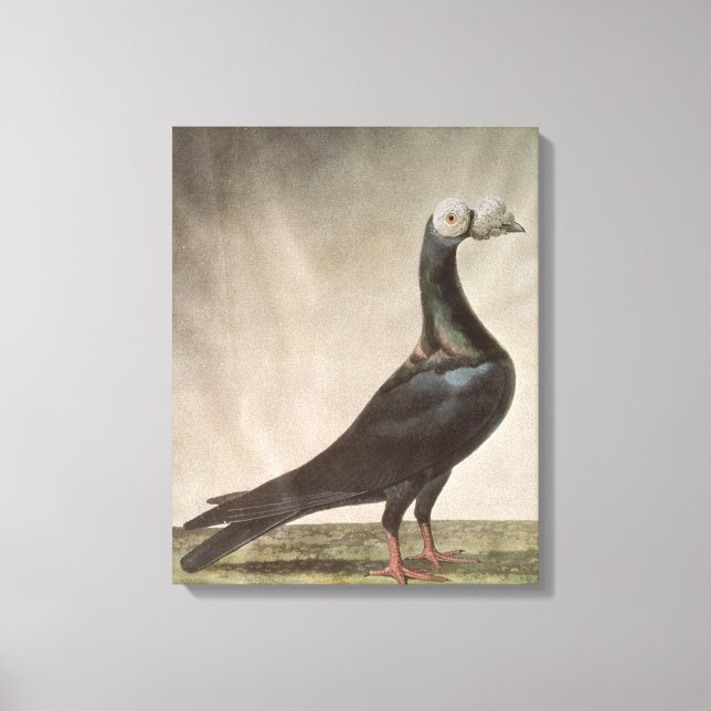 Toile Portrait d'un pigeon porteur (Recto)