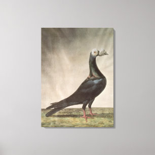 Toile Portrait d'un pigeon voyageur