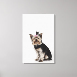 Toile Portrait d'un Yorkshire Terrier dog