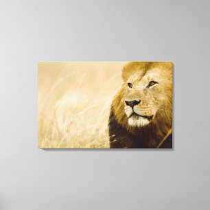 Toile Portrait masculin de lion (Panthera Lion), masai