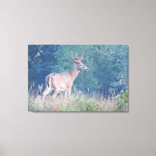 Toile Portrait naturel de Whitetail Buck