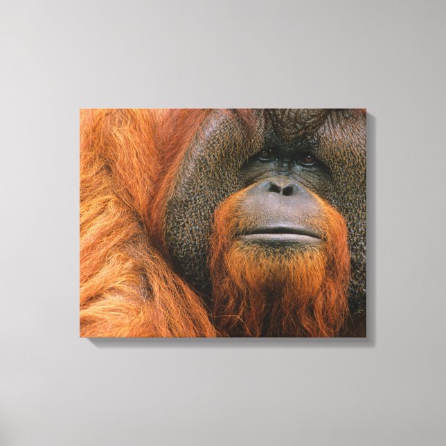 Toile Portrait of Orang-utang Male, Georgia, USA (Recto)