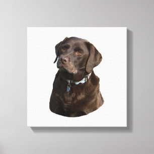 Toile Portrait photo du chocolat Labrador