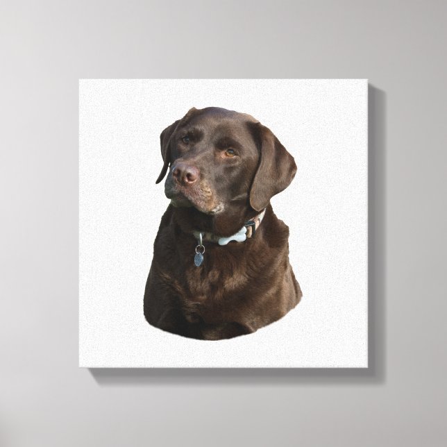 Toile Portrait photo du chocolat Labrador (Recto)