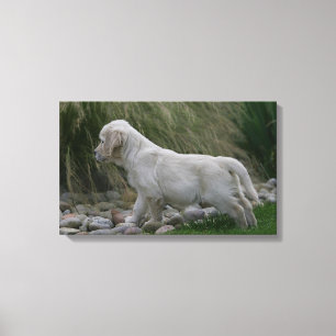 Toile Position de chiot de golden retriever