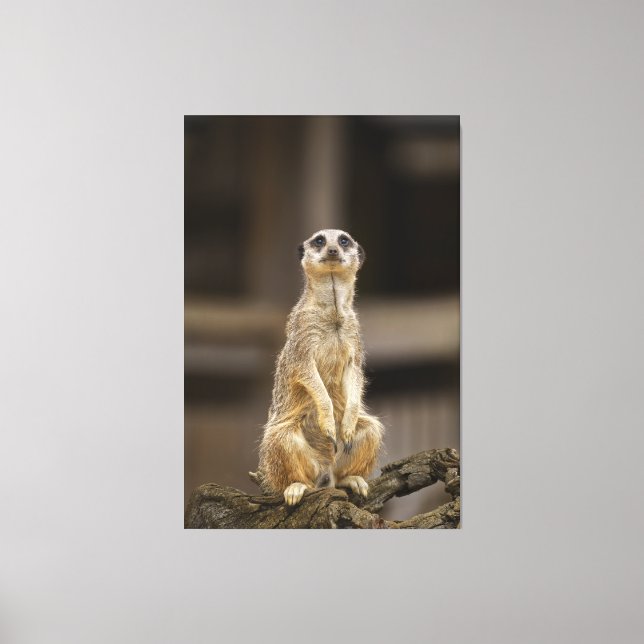 Toile Poster Meerkat (Recto)