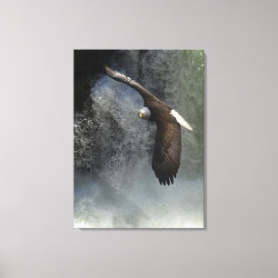 Toile Poster photo de Bald Eagle Raptor Wild Animal