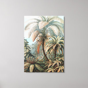 Toile Poster vintage Ernst Haeckel Palm Trees