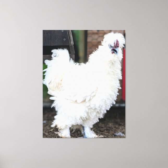 Toile Poule blanche duveteuse à l'extérieur (Recto)