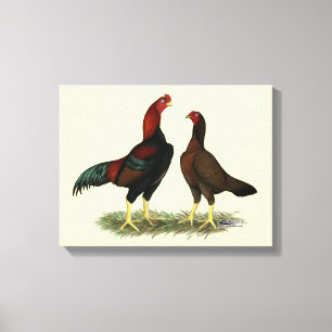 Toile Poules Aseel Black Red