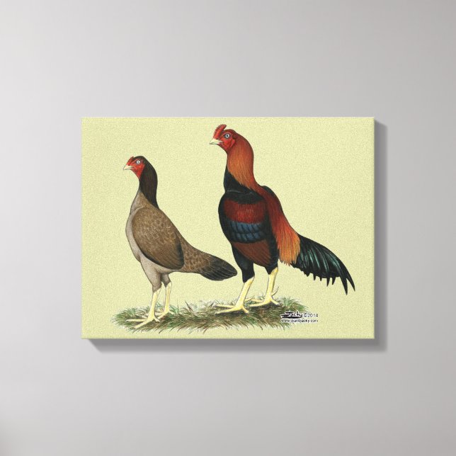 Toile Poulets à roue d'Aseel (Recto)