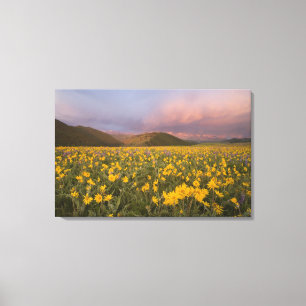 Toile Prairie de fleurs sauvages spectaculaire au lever 