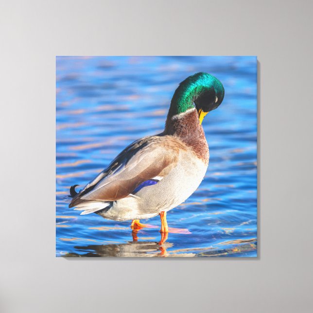 Toile Prévenir Mallard (Recto)