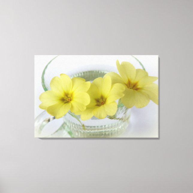 Toile primrose dans une tasse de café (Recto)