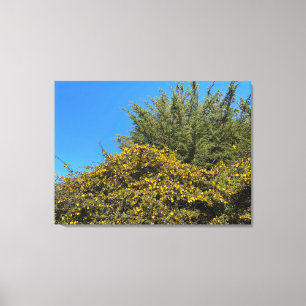 Toile Printemps de Californie