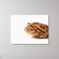 Profil de la grenouille à cornes argentine