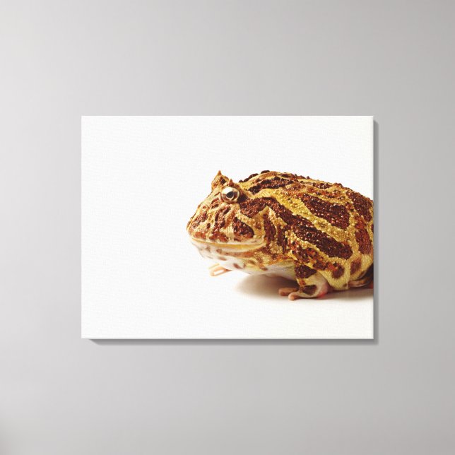 Toile Profil de la grenouille à cornes argentine (Recto)