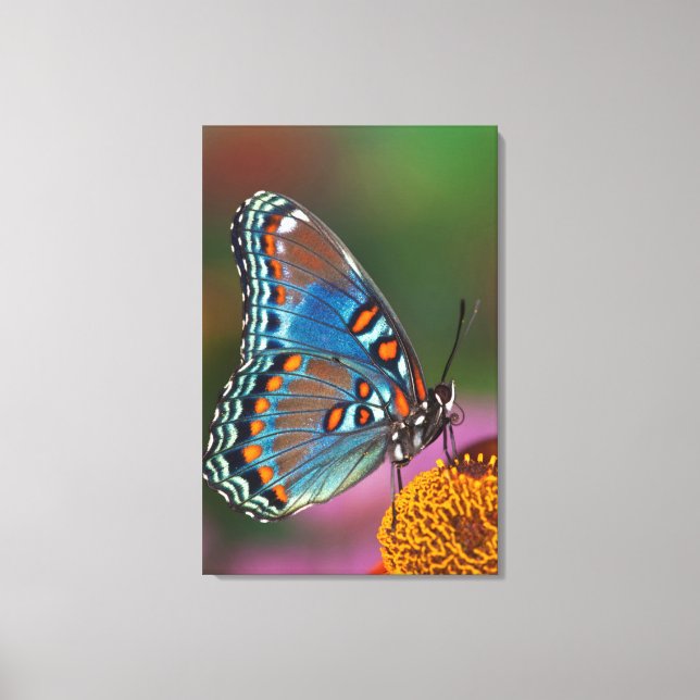 Toile Profil de papillon sur une fleur (Recto)