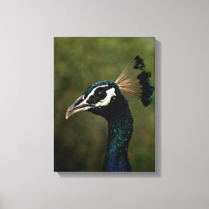 Toile Profil de Peacock